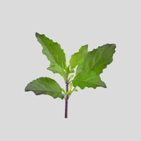 Tulsi Herb