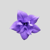 Violet Flower