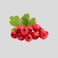 Hawthorn Berry