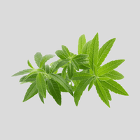 Lemon Verbena Leaves