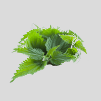 Nettle Leaf