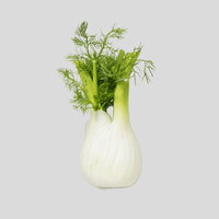 Fennel