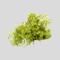 Lady's Mantle
