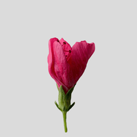 Hibiscus Flower