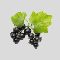 Black Currant