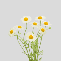 Chamomile
