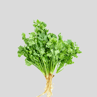 Coriander
