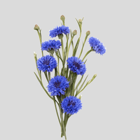 Cornflower Bloom