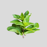 Curly Mint