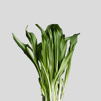 Lemongrass