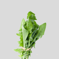 Dandelion Herb