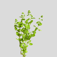 Marjoram