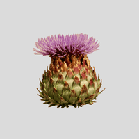 Milk Thistle