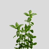 Peppermint