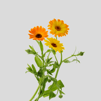 Marigold
