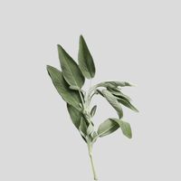 Sage