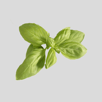 Basil