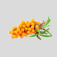 Sea Buckthorn
