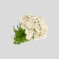 Yarrow Herb