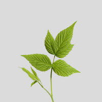 Raspberry leaf