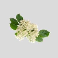 Elderflower