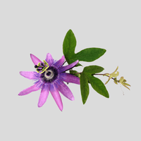 Passionflower Herb