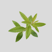 Verbena leaf